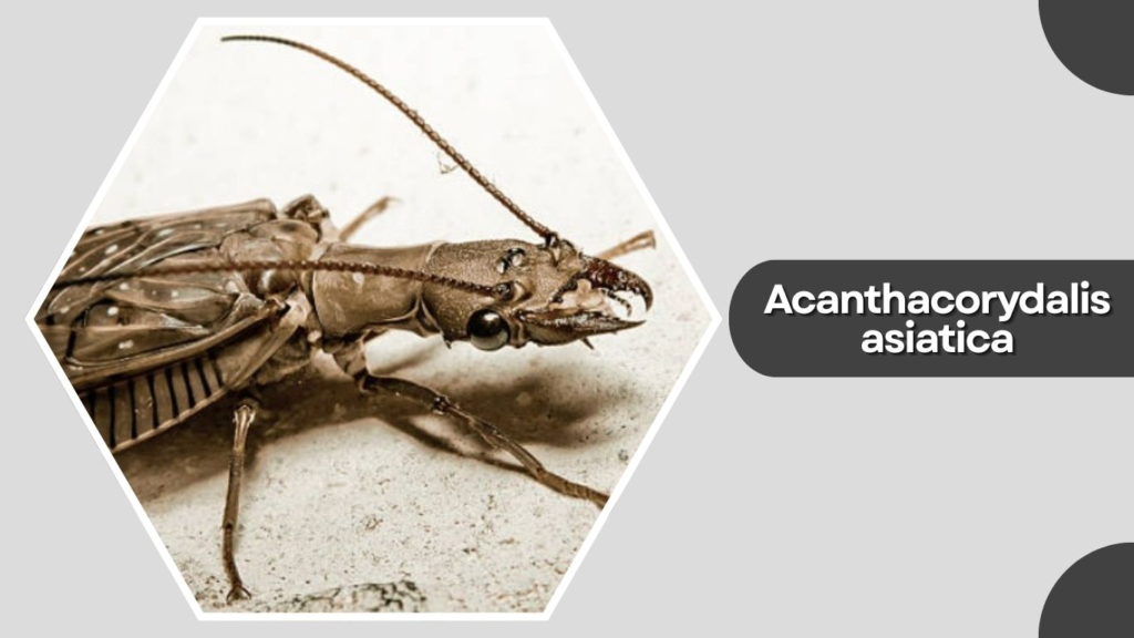 Acanthacorydalis asiatica