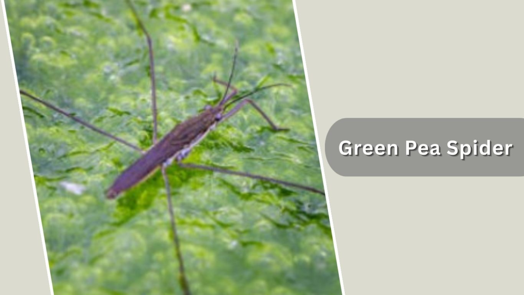 Green Pea Spider