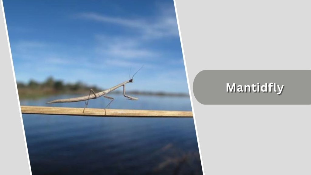 Mantidfly