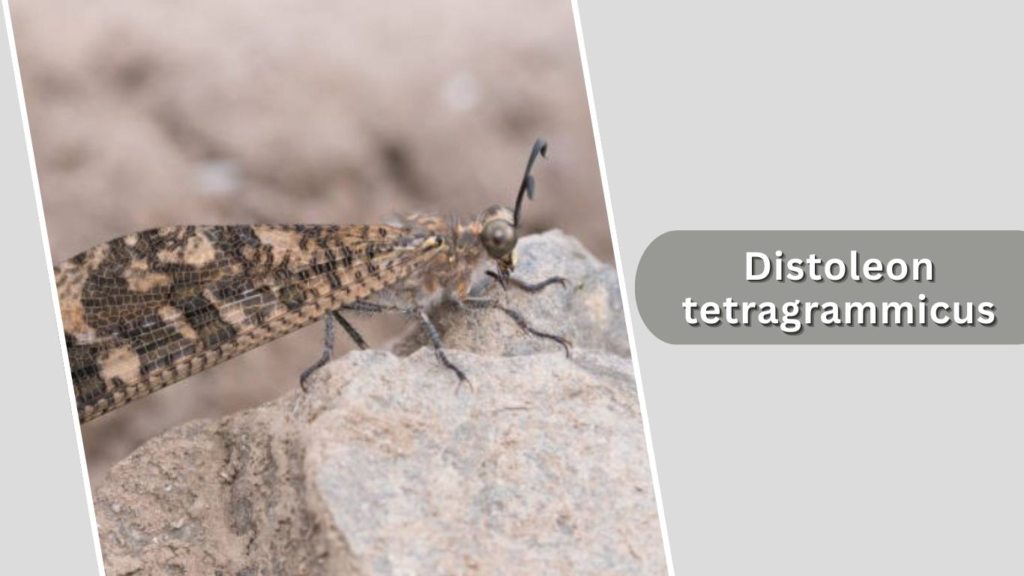 Distoleon tetragrammicus