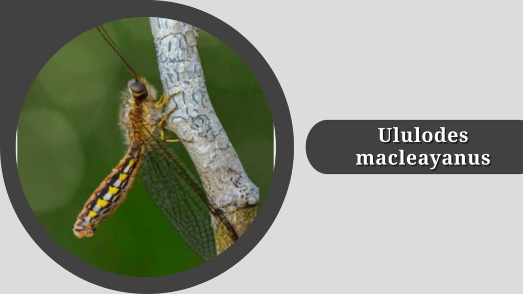 Ululodes macleayanus