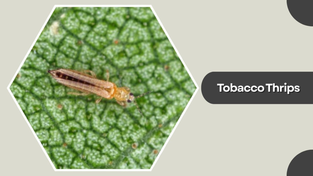 Tobacco Thrips