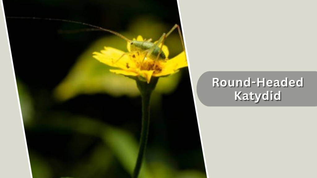 Round-Headed Katydid