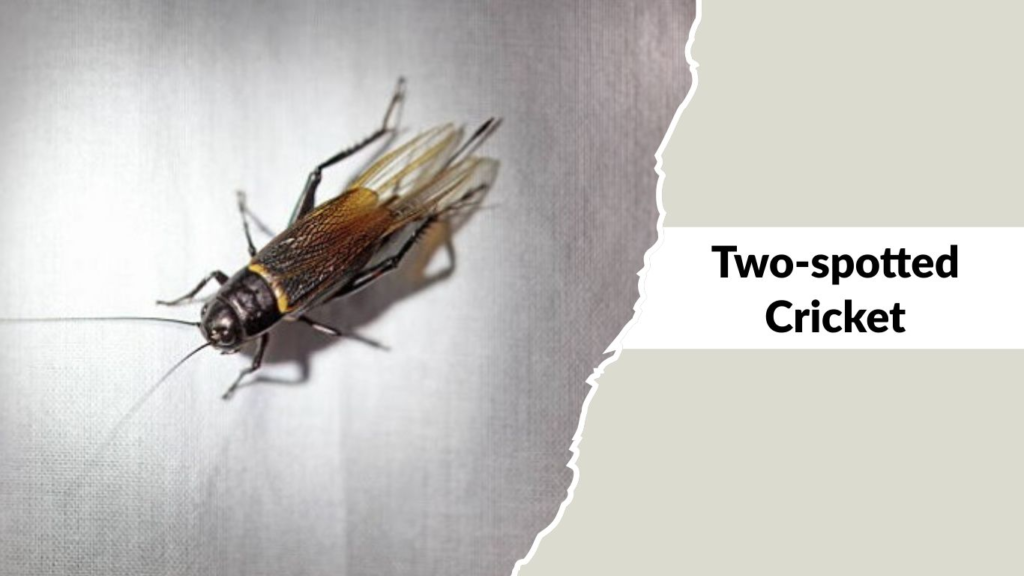 Two-spotted Cricket
