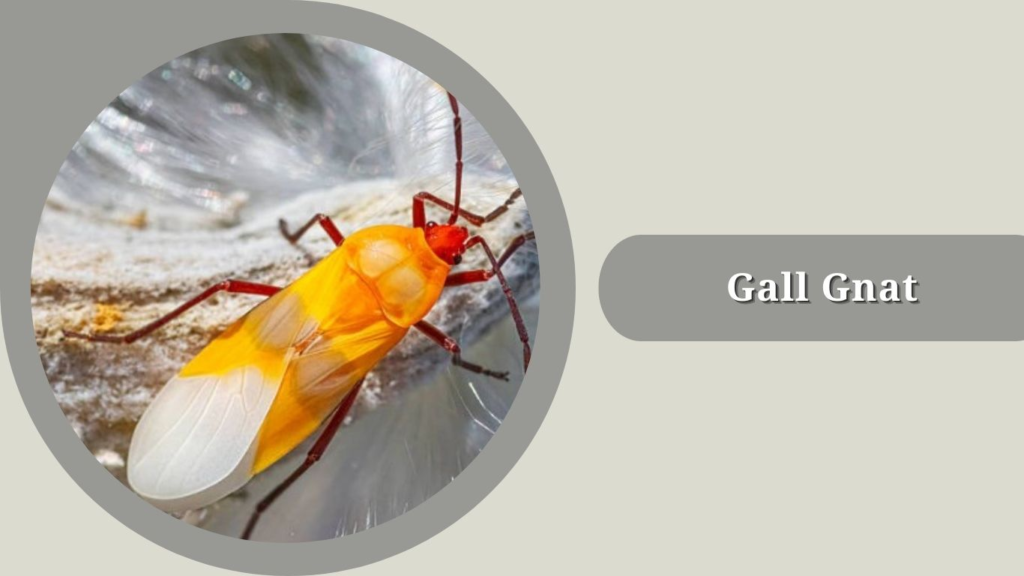 Gall Gnat