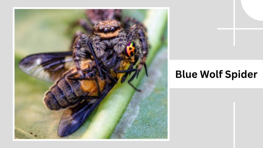 Blue Wolf Spider