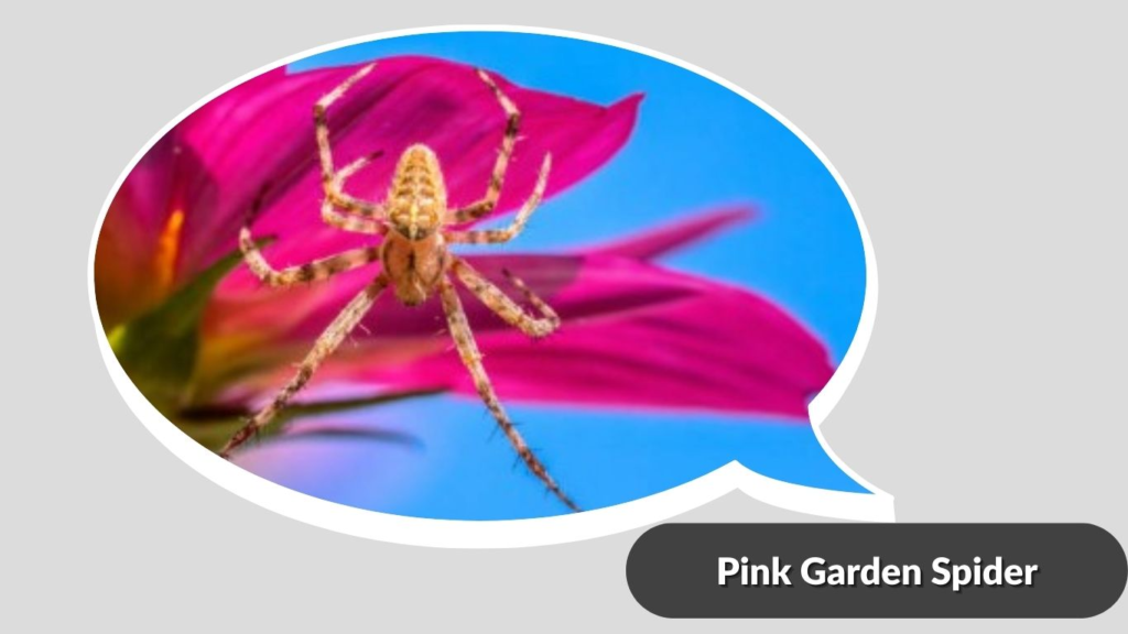 Pink Garden Spider