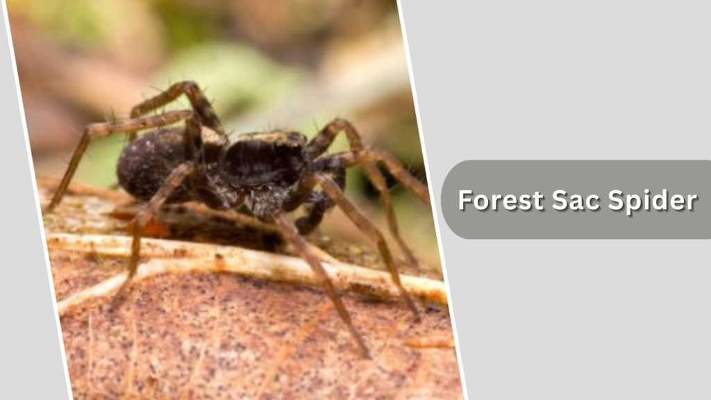 Forest Sac Spider