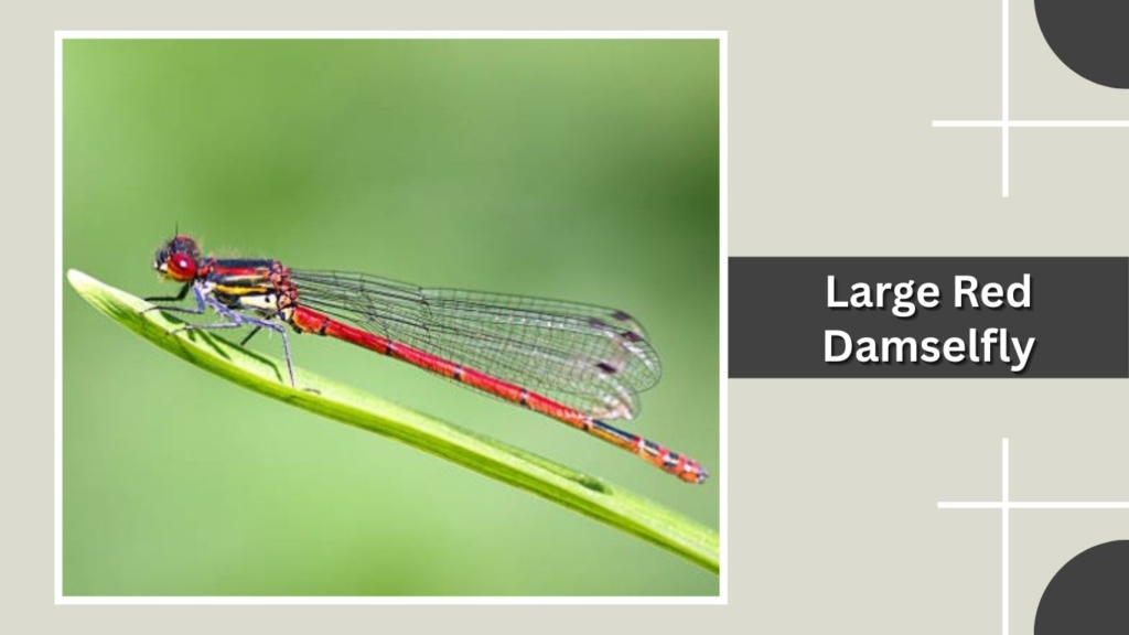 Large Red Damselfly