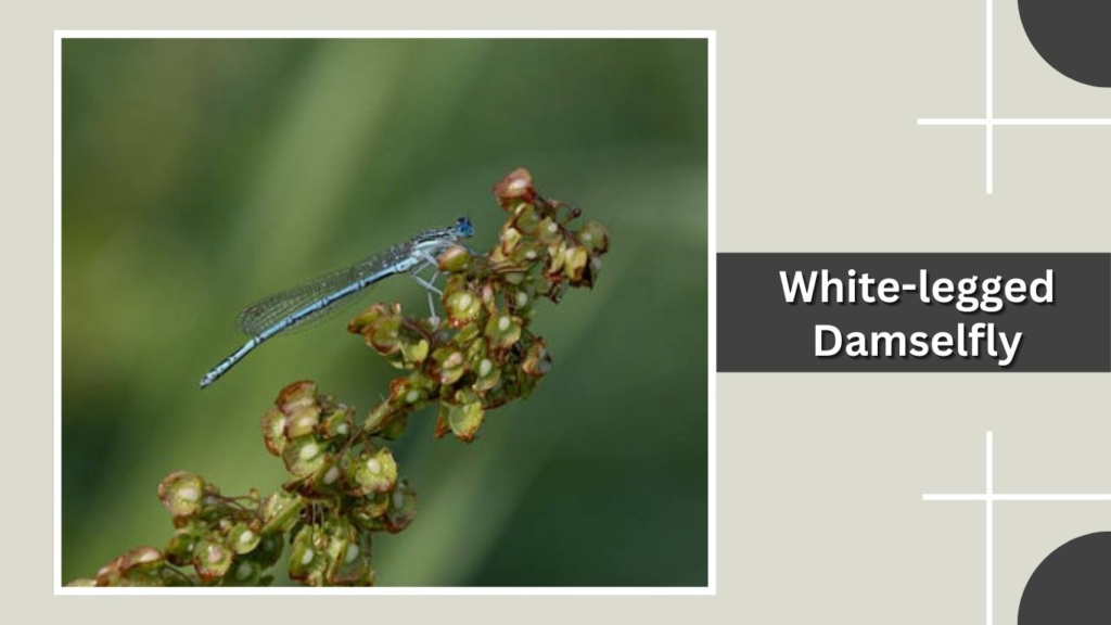 White-legged Damselfly