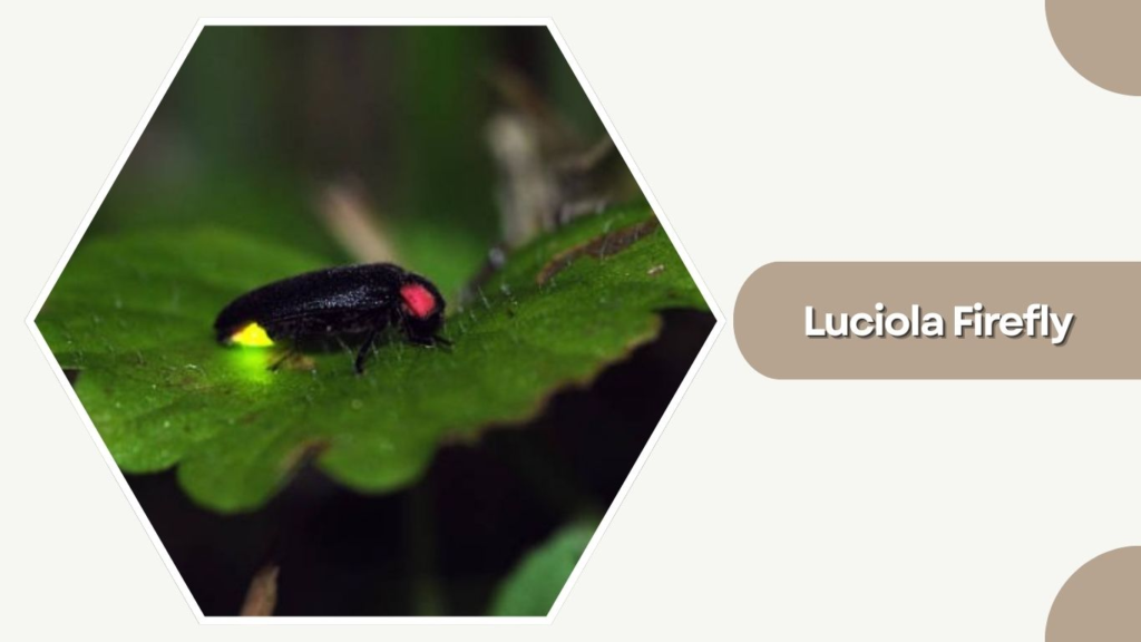 Luciola Firefly
