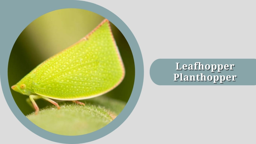 Leafhopper Planthopper