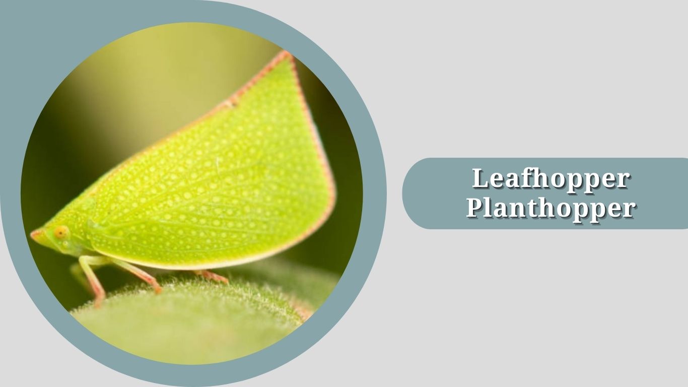 15 Types of Planthopper: Species Identification with Pictures