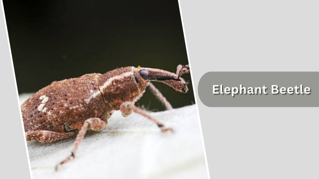 Elephant Beetle
