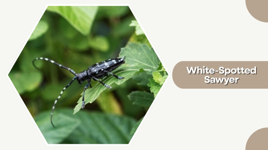 White-Spotted Sawyer