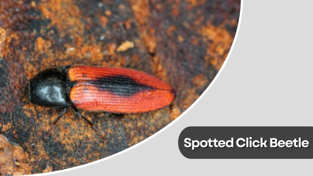 Spotted Click Beetle