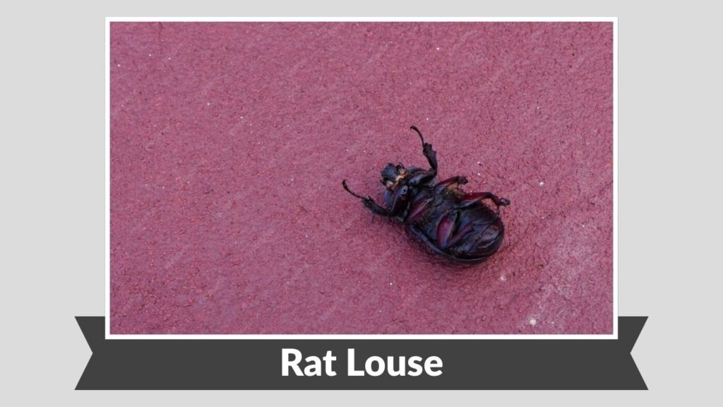 Rat Louse