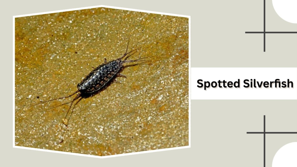 Spotted Silverfish