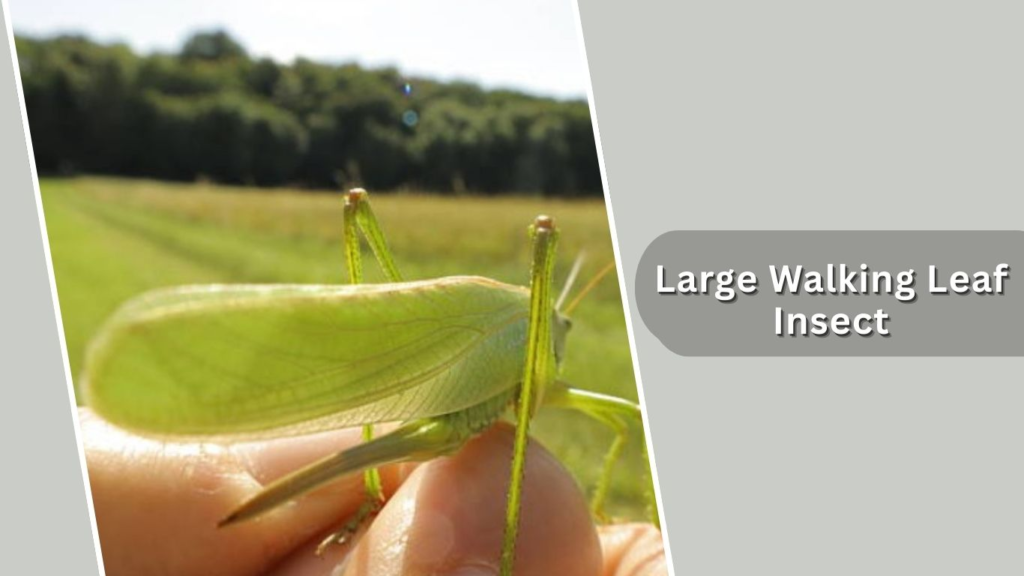  Large Walking Leaf Insect