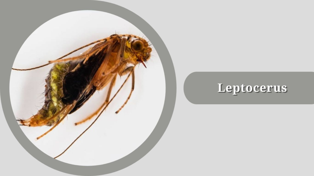 Leptocerus