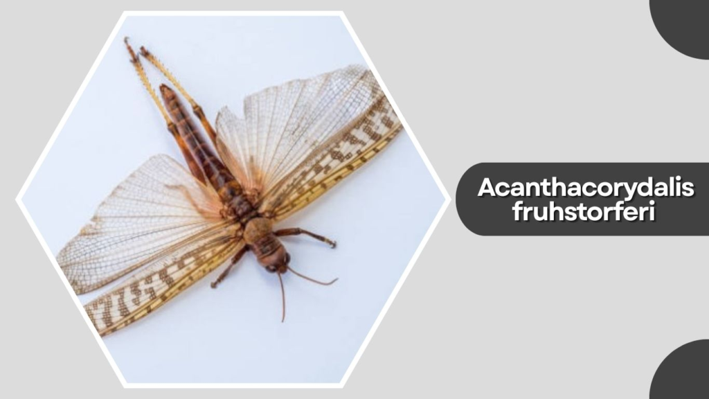 Acanthacorydalis fruhstorferi 