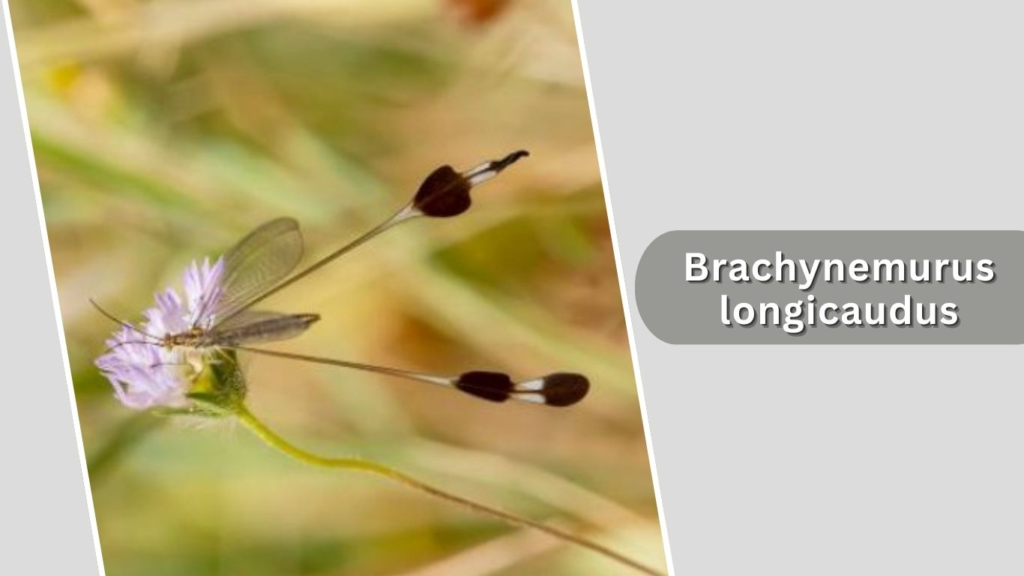 Brachynemurus longicaudus