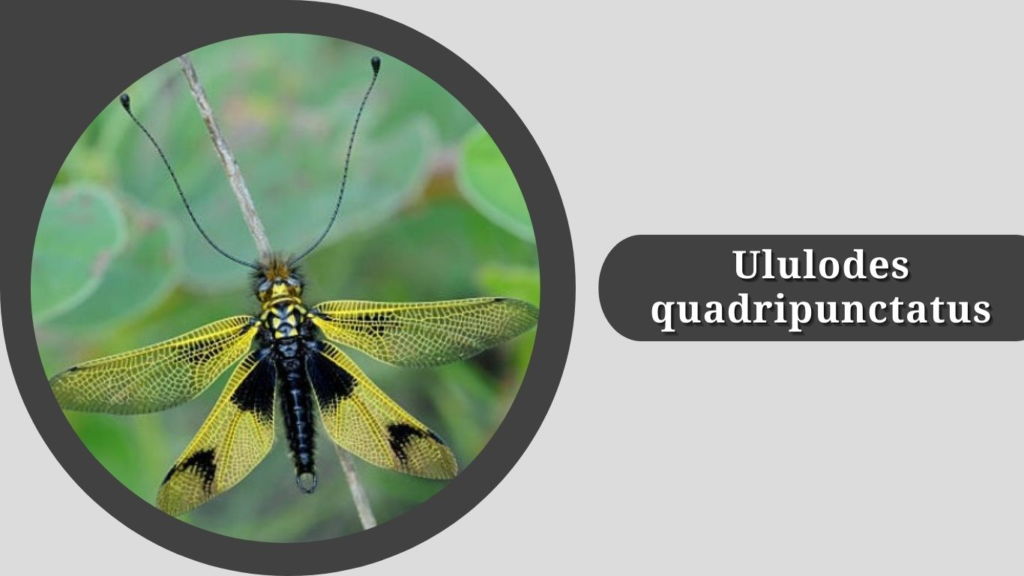 Ululodes quadripunctatus