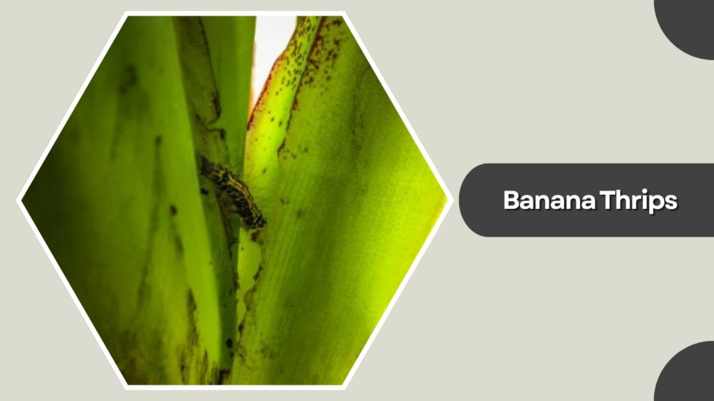  Banana Thrips