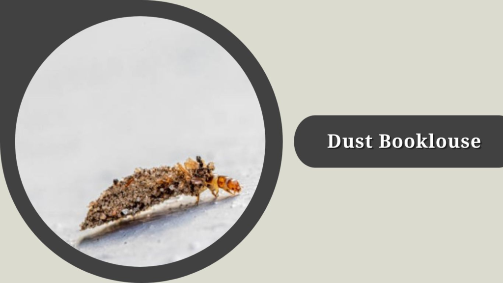  Dust Booklouse