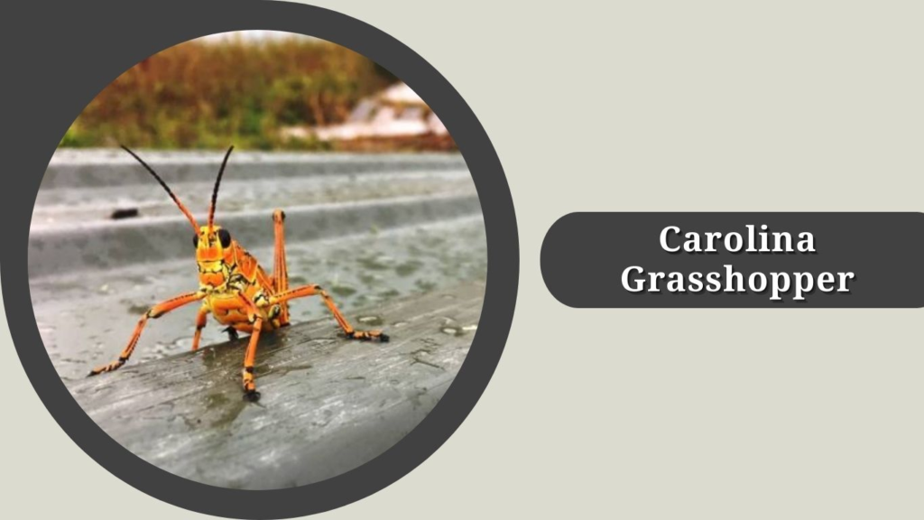 Carolina Grasshopper