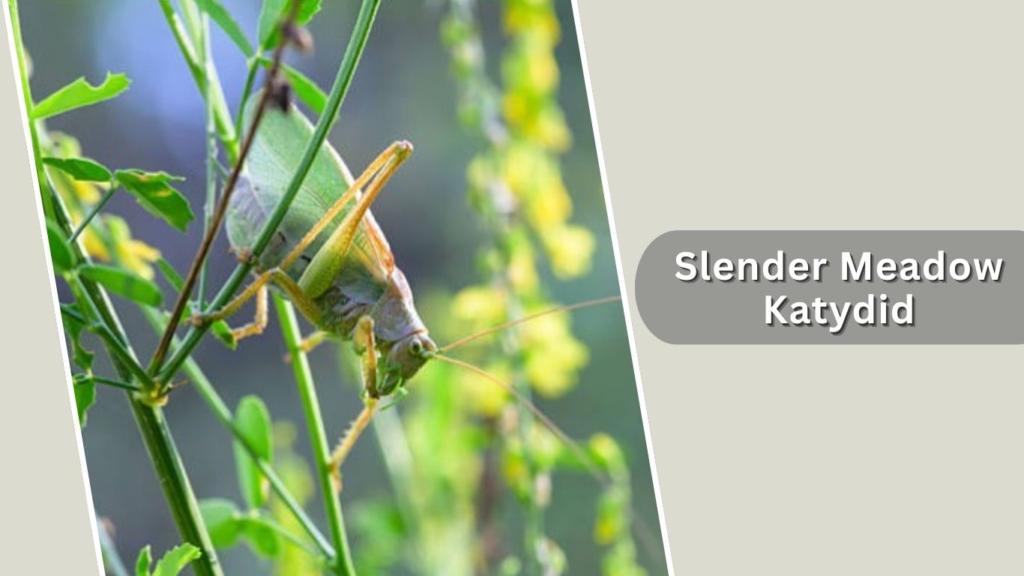 Slender Meadow Katydid