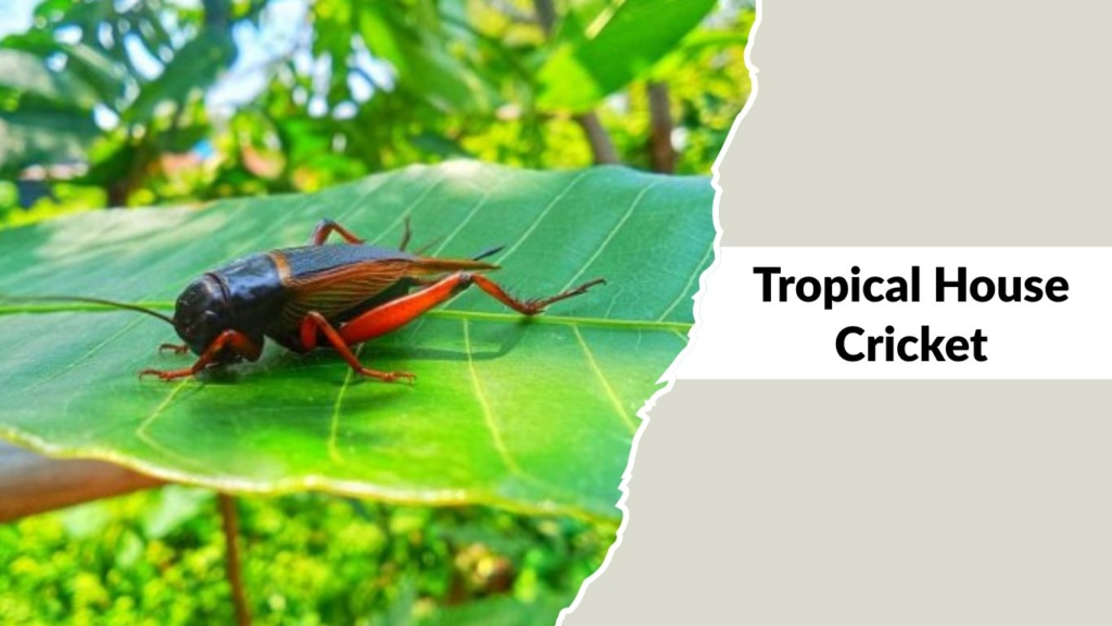 Tropical House Cricket