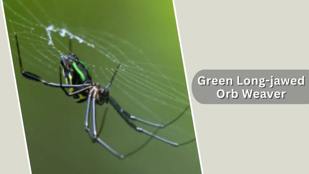 Green Long-jawed Orb Weaver