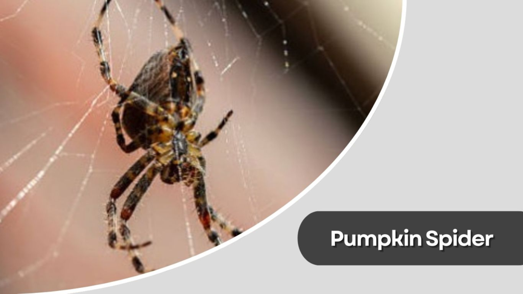 Pumpkin Spider
