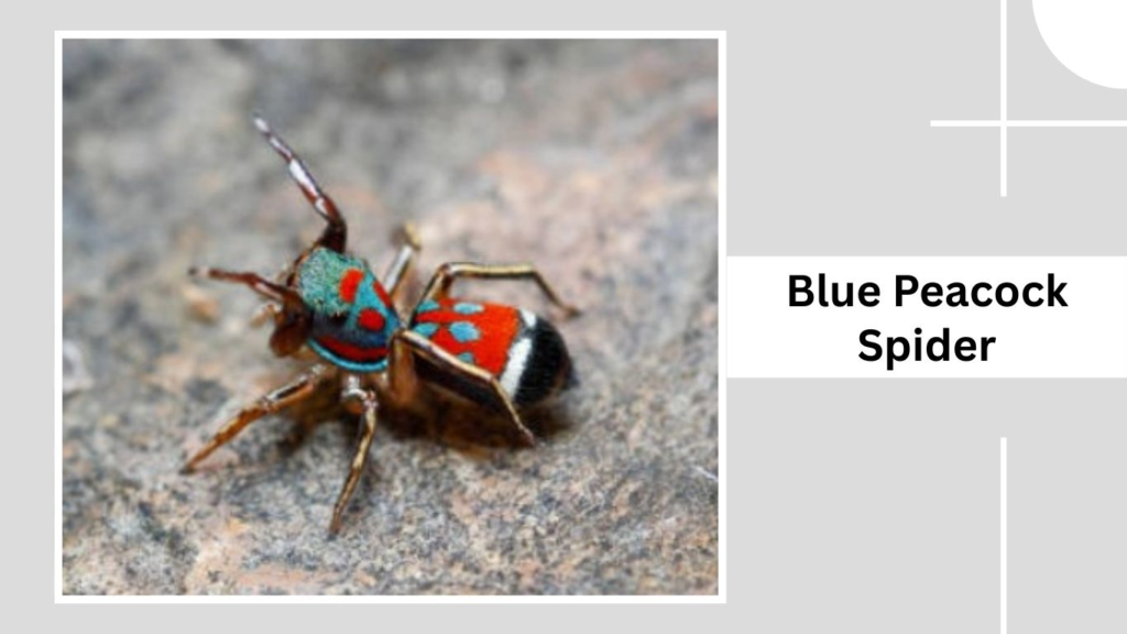 Blue Peacock Spider
