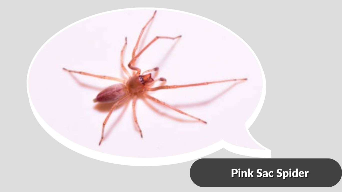 12 Types Of Pink Spiders Species Identification With Pictures 12-types-of-pink-spiders-species-identification-with-pictures