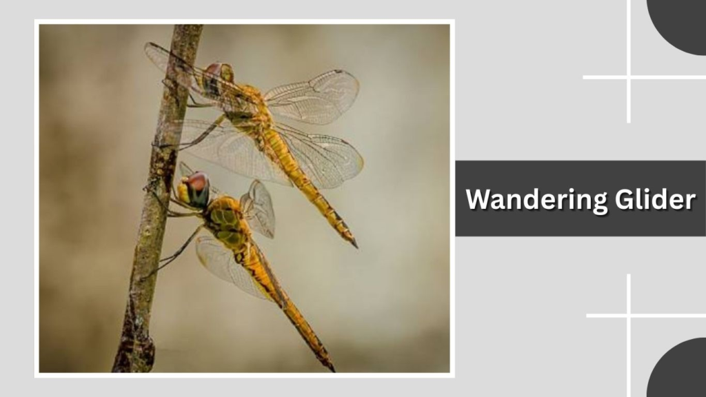 Wandering Glider