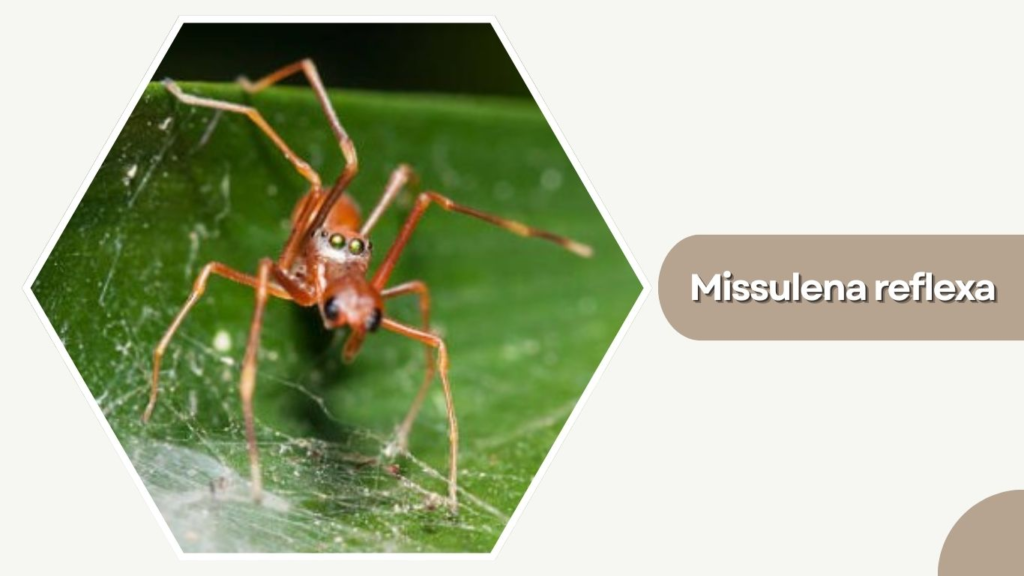 Missulena reflexa