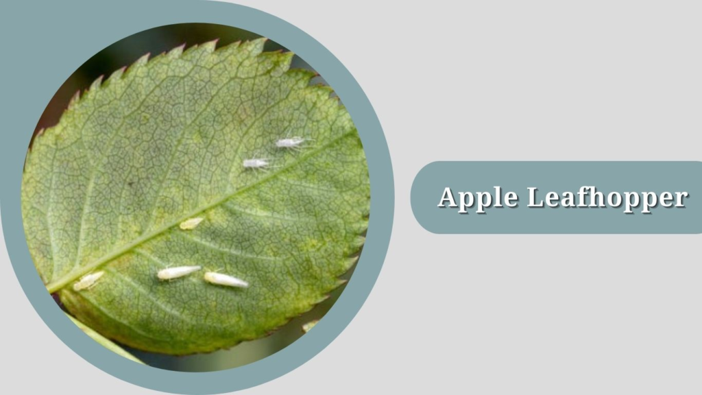 Apple Leafhopper