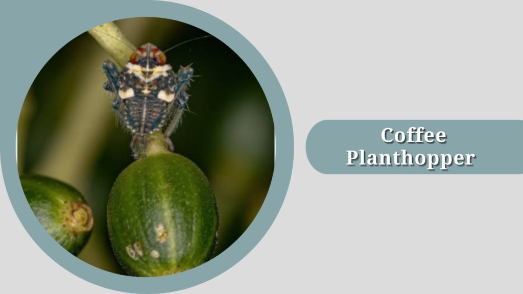 Coffee Planthopper