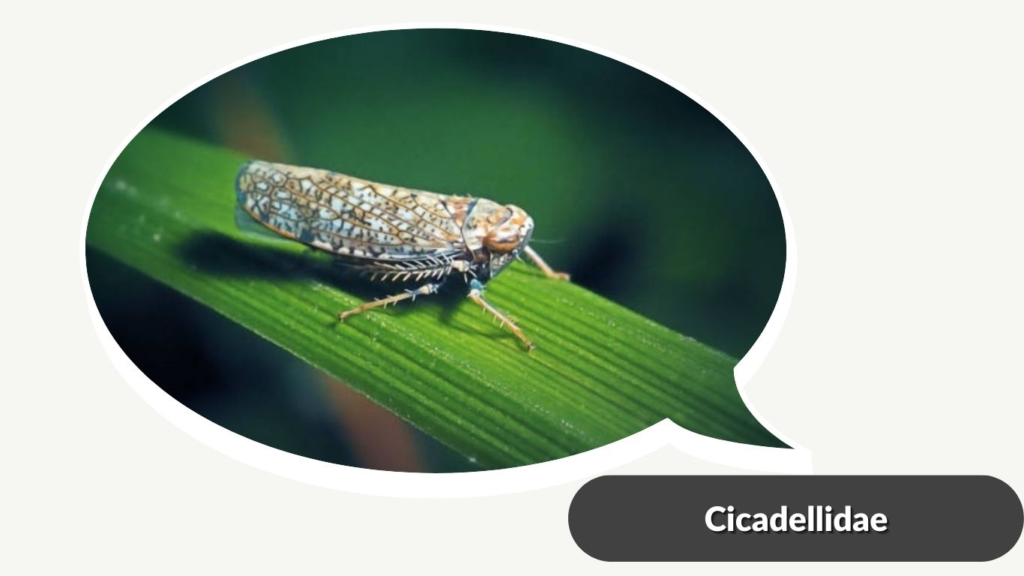 Cicadellidae