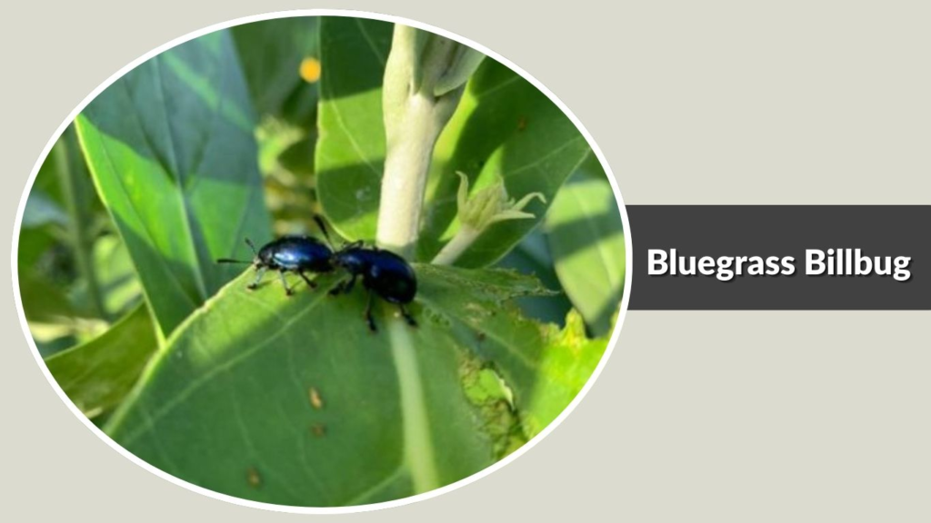 Bluegrass Billbug