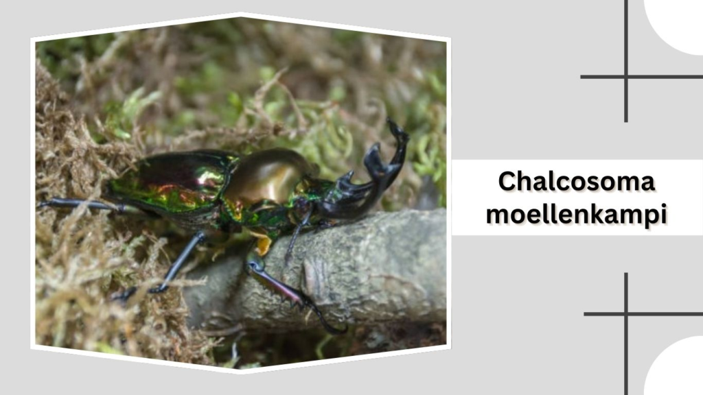 Chalcosoma moellenkampi