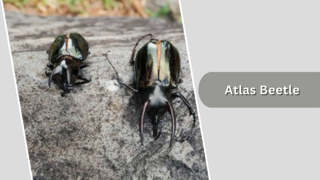 Atlas Beetle