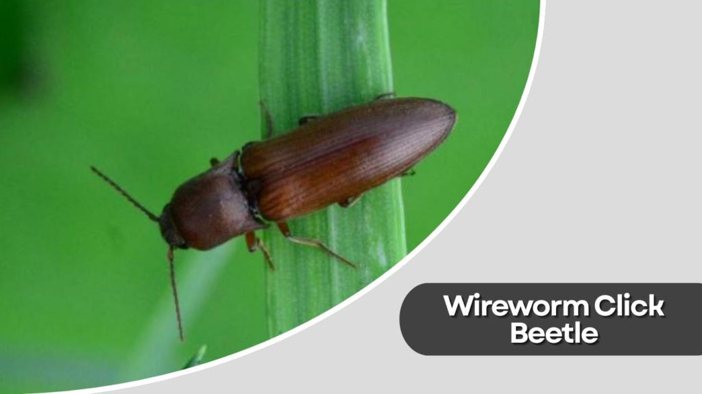  Wireworm Click Beetle