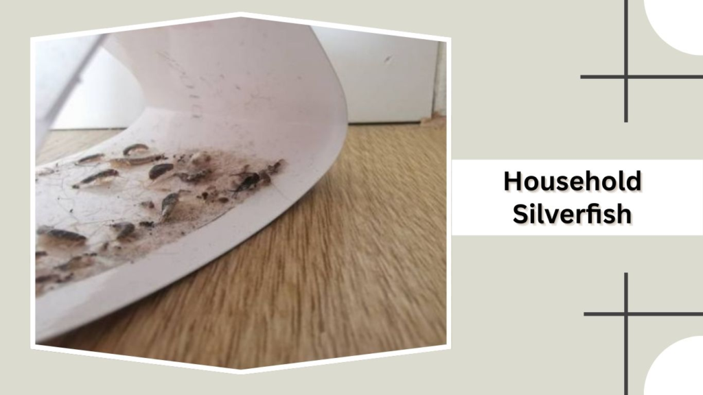 Household Silverfish