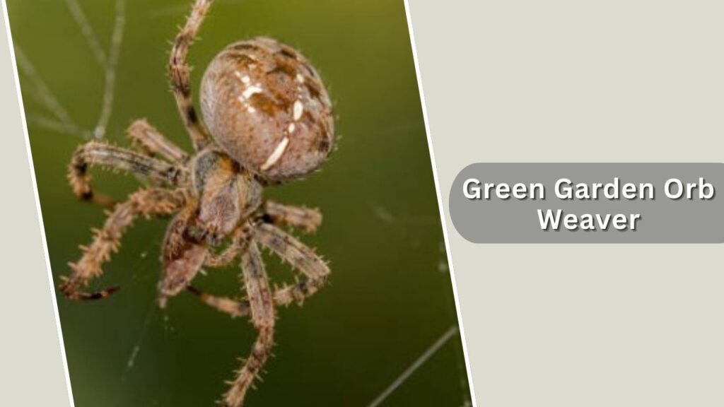 Green Garden Orb Weaver