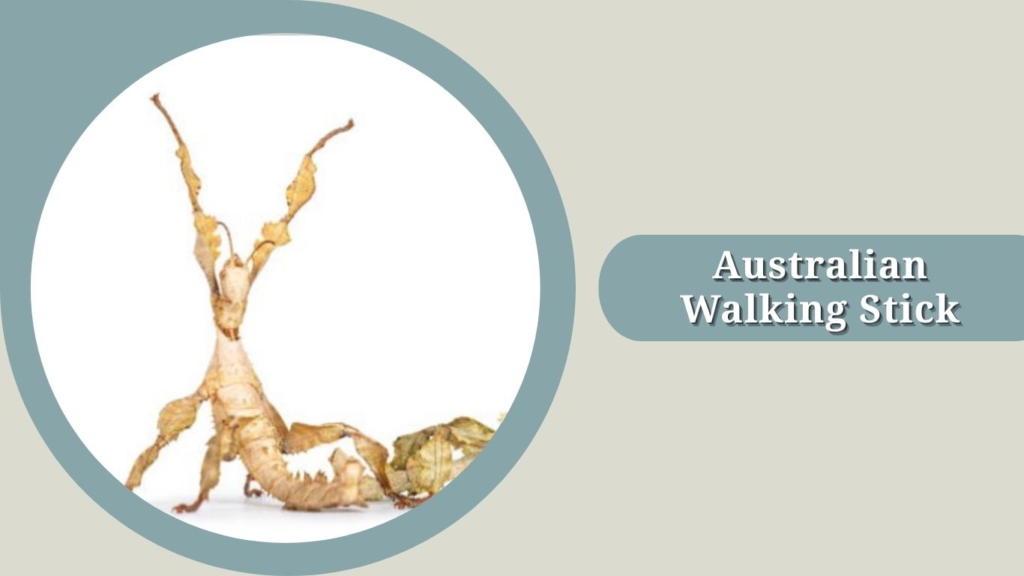 Australian Walking Stick