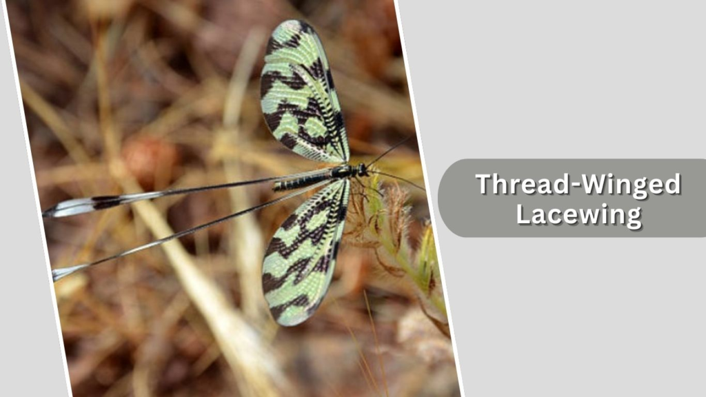Thread-Winged Lacewing