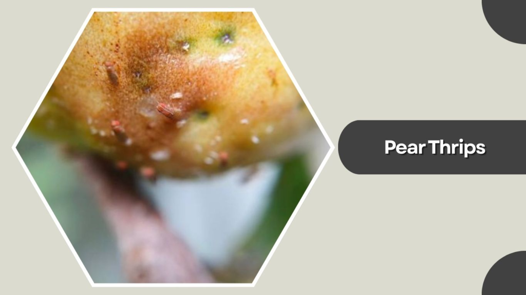 Pear Thrips
